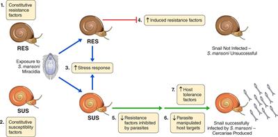 An Overview of Transcriptional Responses of Schistosome-Susceptible (M line) or -Resistant (BS-90) Biomphalaria glabrata Exposed or Not to Schistosoma mansoni Infection